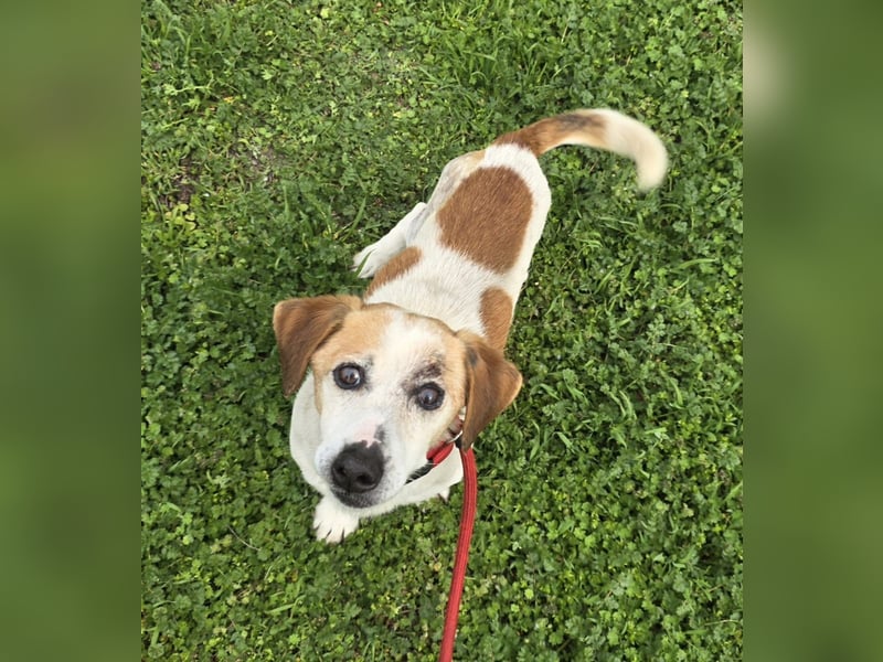 Miro - rüstiger Senior