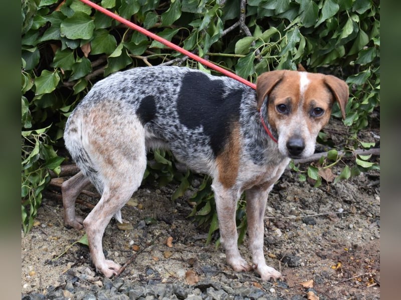 Lilu - dem engen Zwinger entkommen!