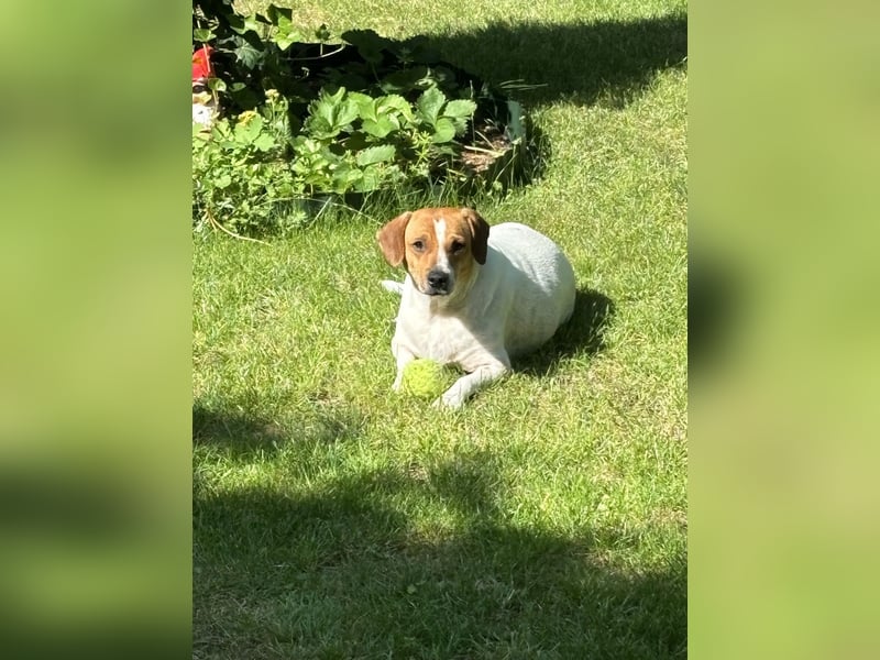 Levi auf der Suche nach einem Zuhause, diesmal für immer!