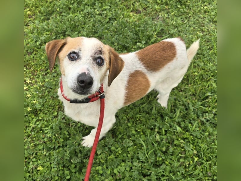 Miro - rüstiger Senior