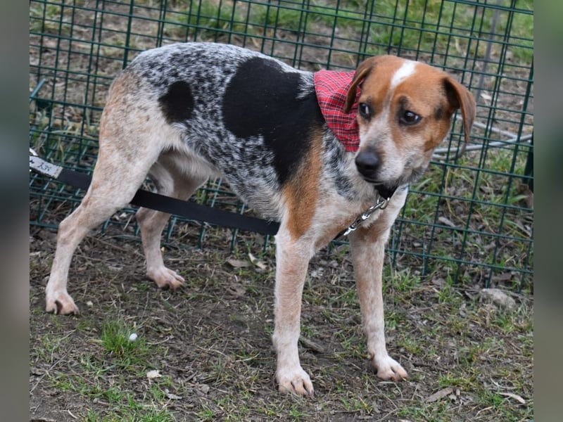 Lilu - dem engen Zwinger entkommen!