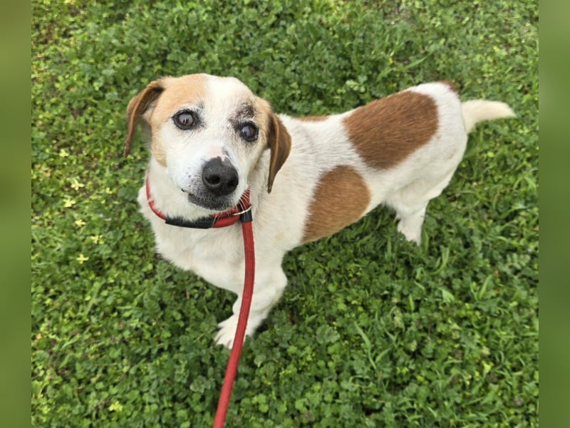 Miro - rüstiger Senior