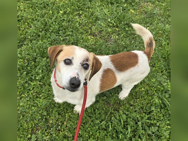 Miro - rüstiger Senior