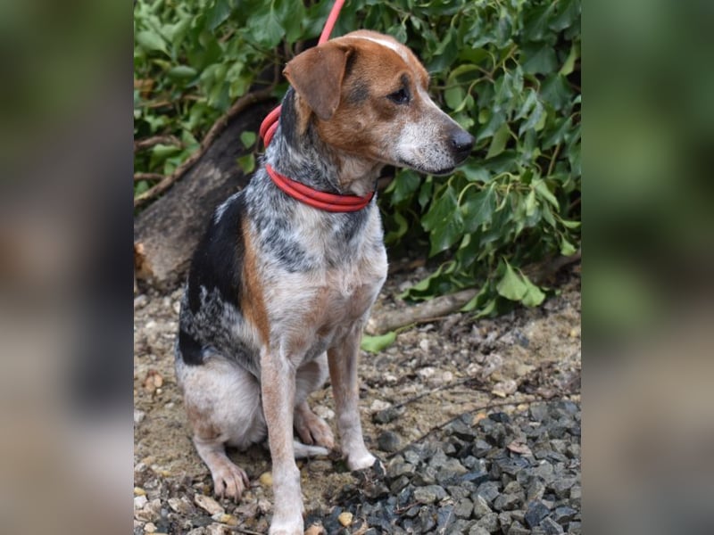 Lilu - dem engen Zwinger entkommen!