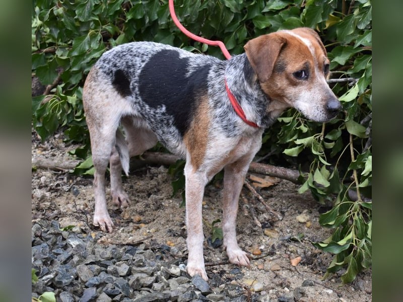 Lilu - dem engen Zwinger entkommen!