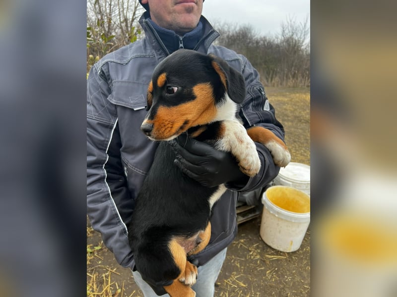Beagle Mix Lego wünscht sich ein Zuhause