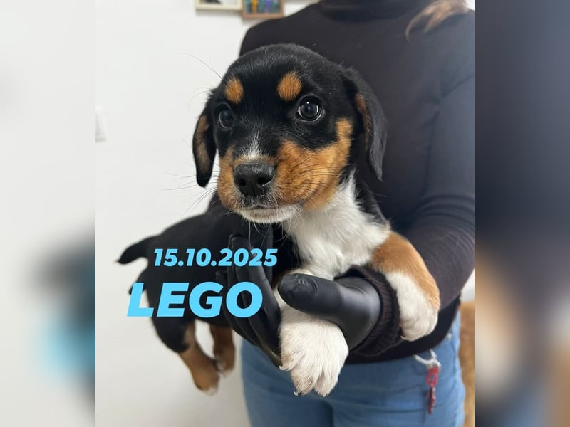 Beagle Mix Lego wünscht sich ein Zuhause