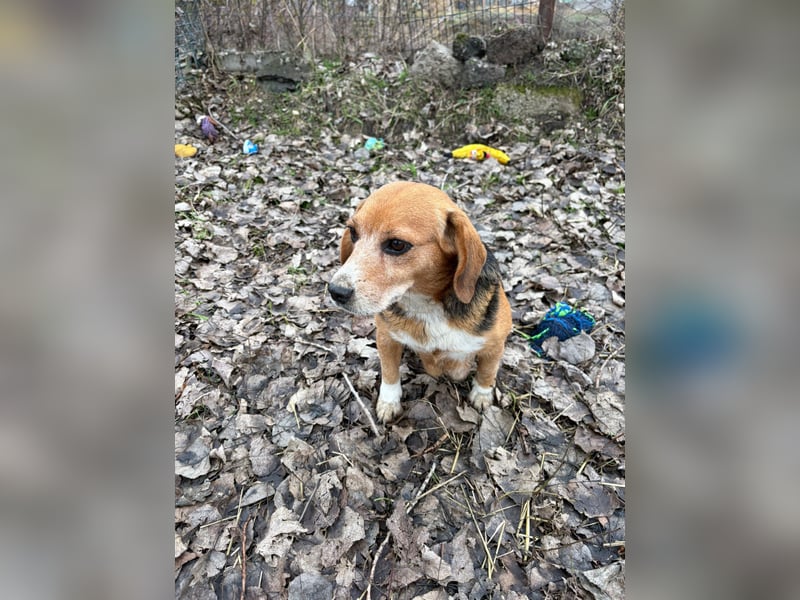 Beagle Mix Oma wünscht sich dringend ein Zuhause