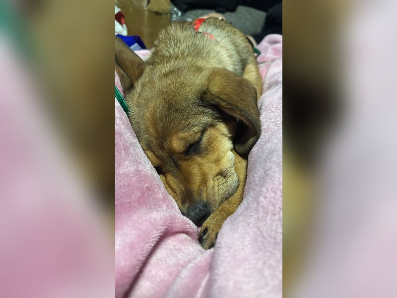 Beagle Mix Lexi freut sich auf Deinen Besuch