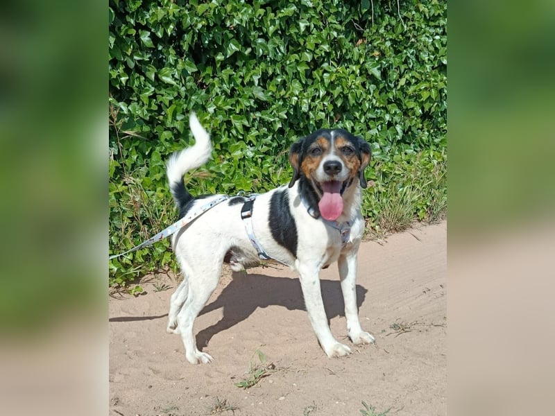 lebenslustiger Beagle-Mix