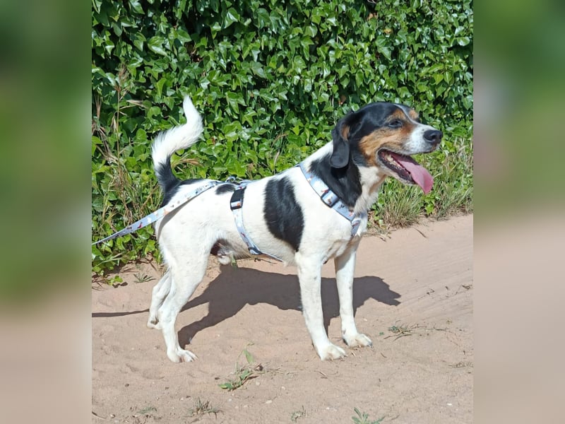 lebenslustiger Beagle-Mix