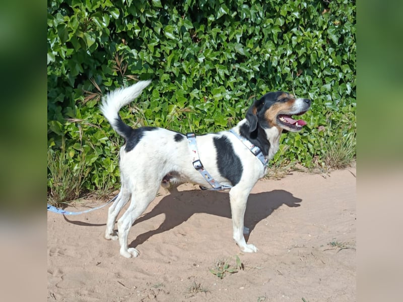lebenslustiger Beagle-Mix