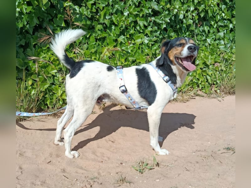 lebenslustiger Beagle-Mix