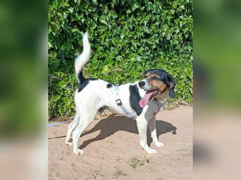 lebenslustiger Beagle-Mix