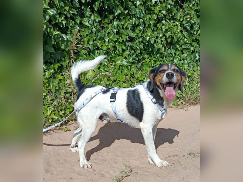 lebenslustiger Beagle-Mix
