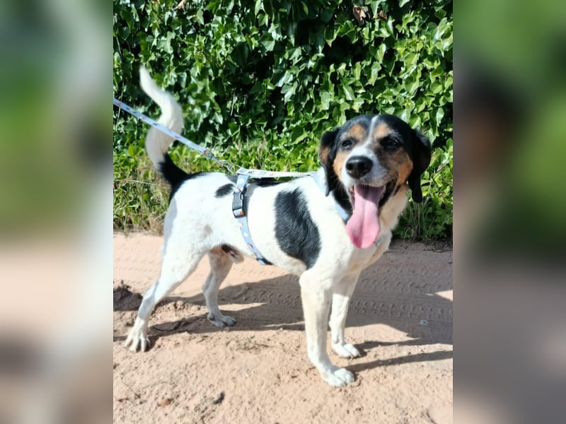 lebenslustiger Beagle-Mix