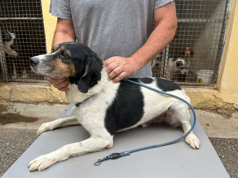 lebenslustiger Beagle-Mix