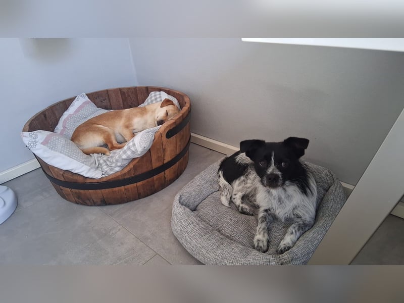 Pinscher/ Beagle ? Mixjunghündin Cleo sucht ein Zuhause