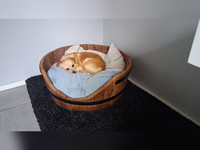 Pinscher/ Beagle ? Mixjunghündin Cleo sucht ein Zuhause