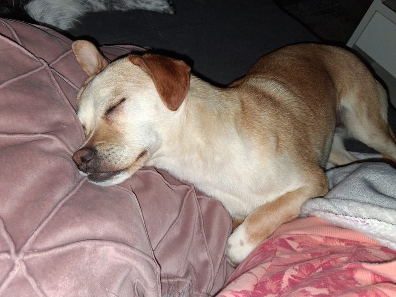 Pinscher/ Beagle ? Mixjunghündin Cleo sucht ein Zuhause