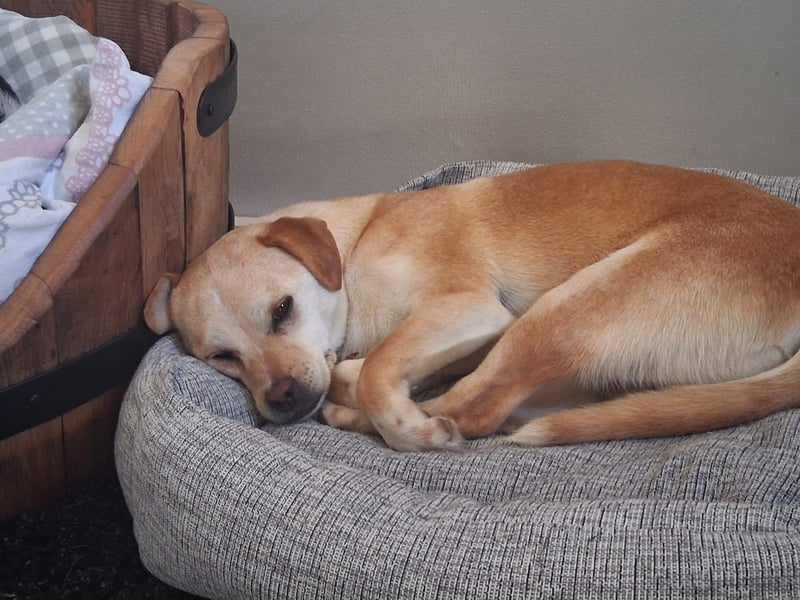 Pinscher/ Beagle ? Mixjunghündin Cleo sucht ein Zuhause