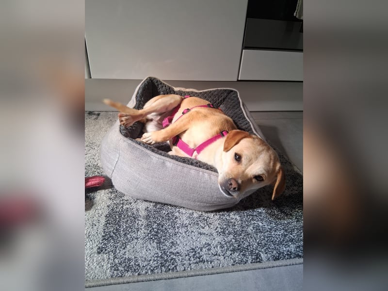 Pinscher/ Beagle ? Mixjunghündin Cleo sucht ein Zuhause