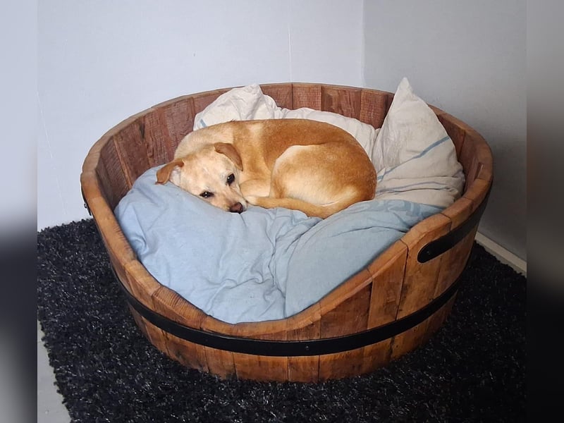 Pinscher/ Beagle ? Mixjunghündin Cleo sucht ein Zuhause