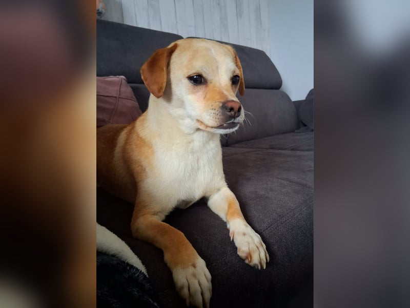 Pinscher/ Beagle ? Mixjunghündin Cleo sucht ein Zuhause