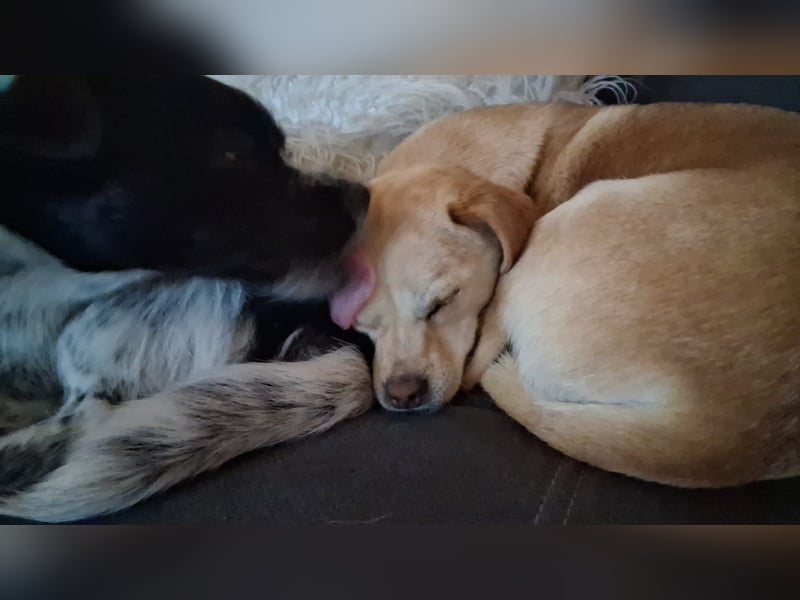 Pinscher/ Beagle ? Mixjunghündin Cleo sucht ein Zuhause