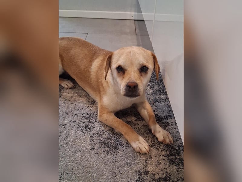 Pinscher/ Beagle ? Mixjunghündin Cleo sucht ein Zuhause