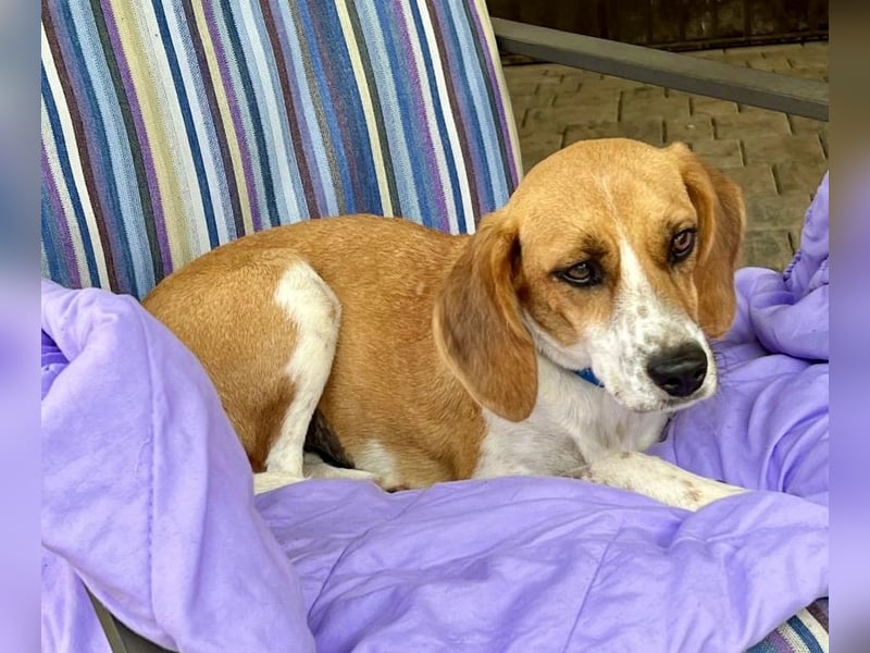 Lolaq / Bonny, offen, freundlich und verschmust / bereits in Deutschland