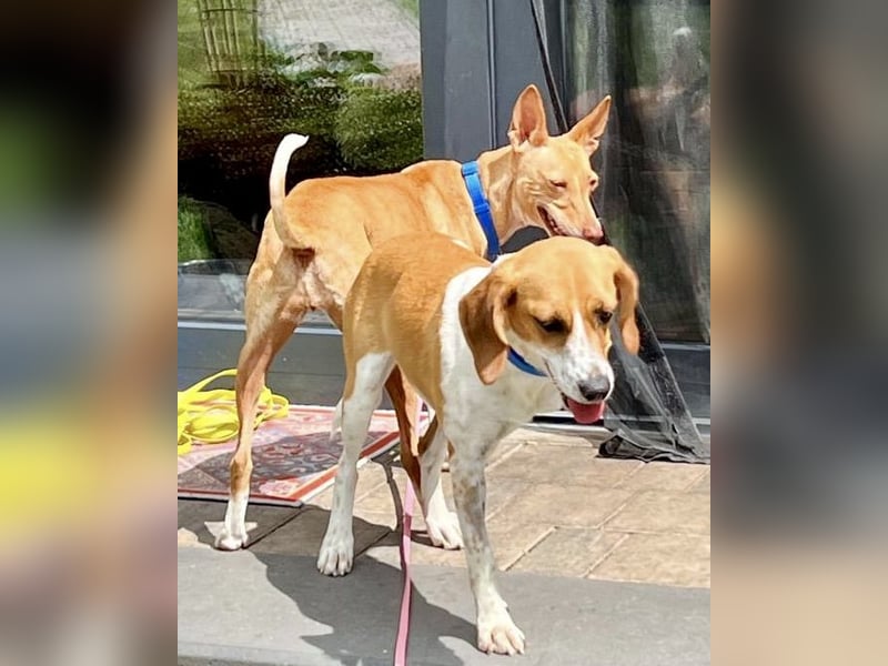 Lolaq / Bonny, offen, freundlich und verschmust / bereits in Deutschland