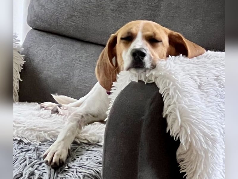 Lolaq / Bonny, offen, freundlich und verschmust / bereits in Deutschland