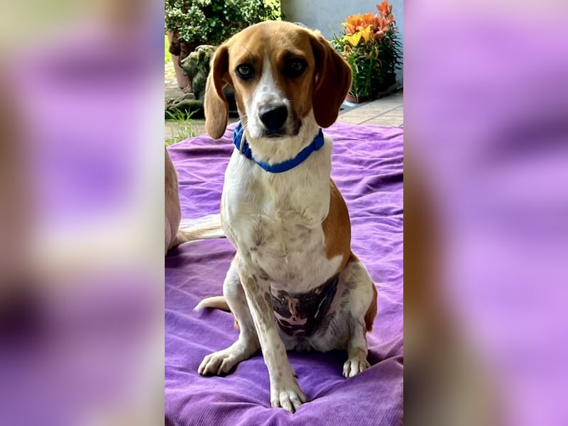 Lolaq / Bonny, offen, freundlich und verschmust / bereits in Deutschland