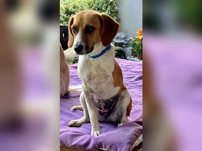 Lolaq / Bonny, offen, freundlich und verschmust / bereits in Deutschland