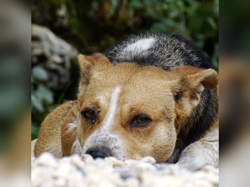 Mushashi ein richtig verschmuster Kerlchen