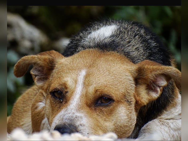 Mushashi ein richtig verschmuster Kerlchen
