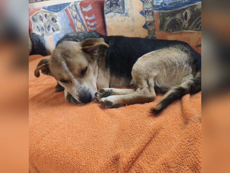 Mushashi ein richtig verschmuster Kerlchen