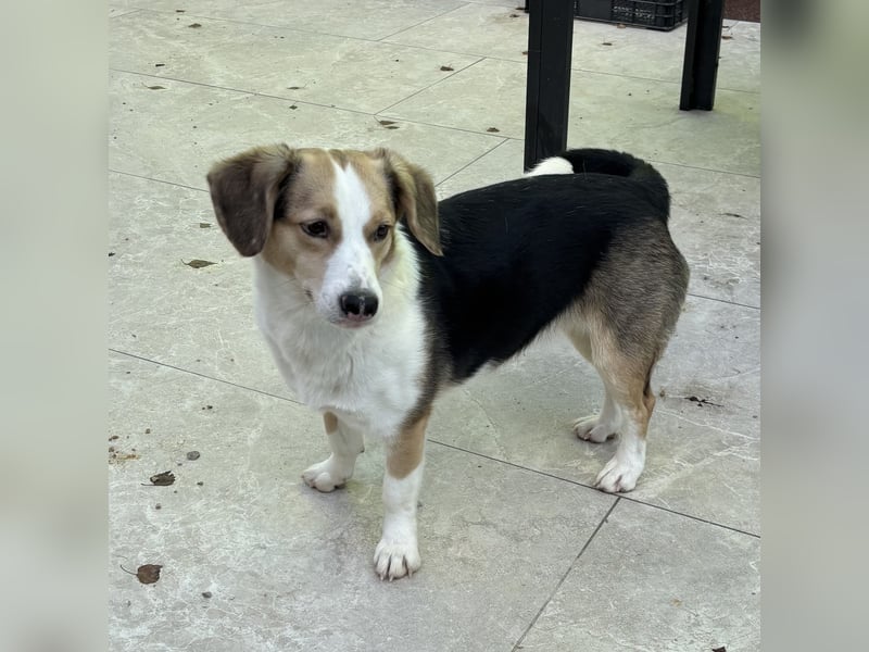 Nena eine besondere Hündin