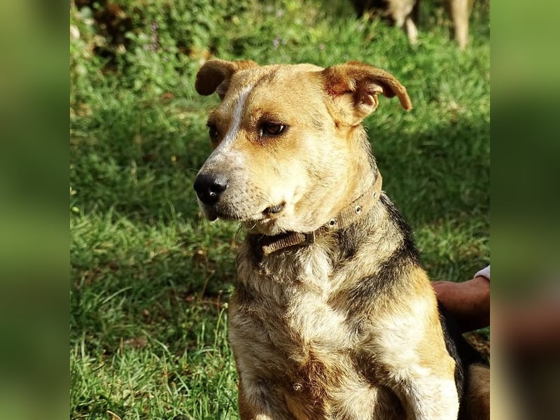 Mushashi ein richtig verschmuster Kerlchen