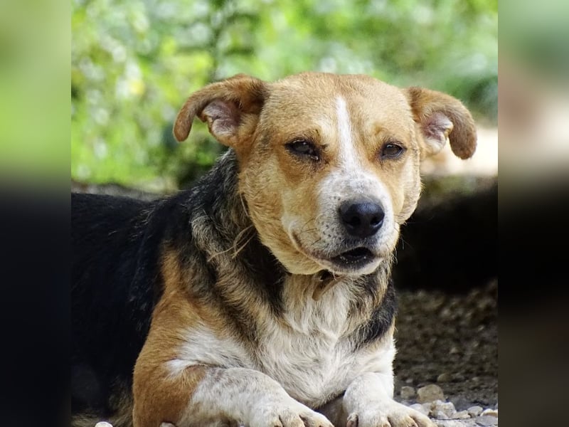 Mushashi ein richtig verschmuster Kerlchen