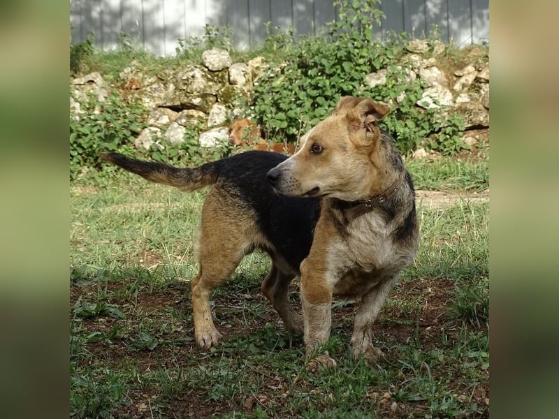 Mushashi ein richtig verschmuster Kerlchen
