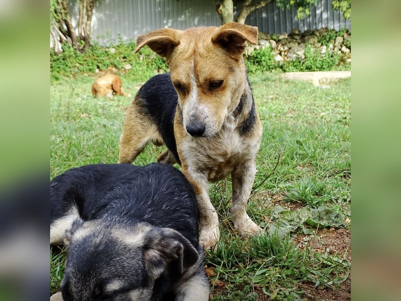 Mushashi ein richtig verschmuster Kerlchen