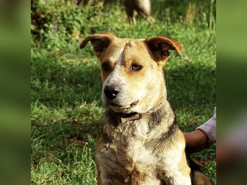 Mushashi ein richtig verschmuster Kerlchen