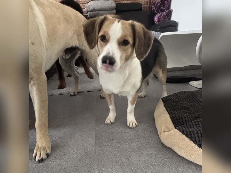 Nena eine besondere Hündin