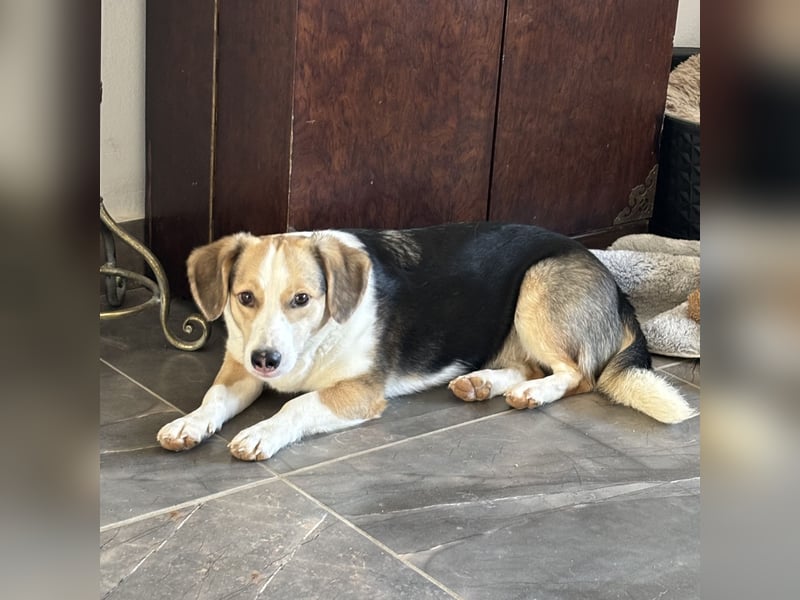 Nena eine besondere Hündin