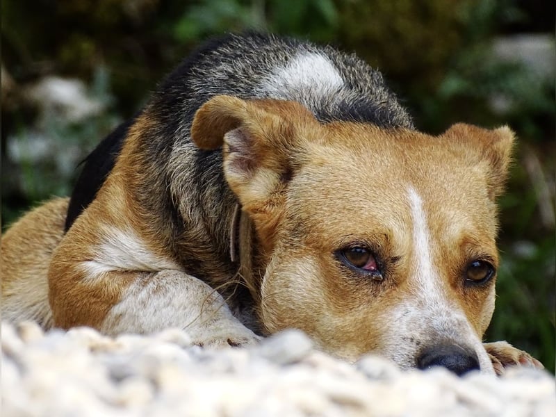 Mushashi ein richtig verschmuster Kerlchen