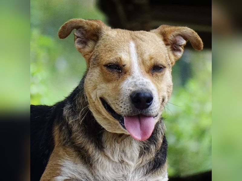 Mushashi ein richtig verschmuster Kerlchen