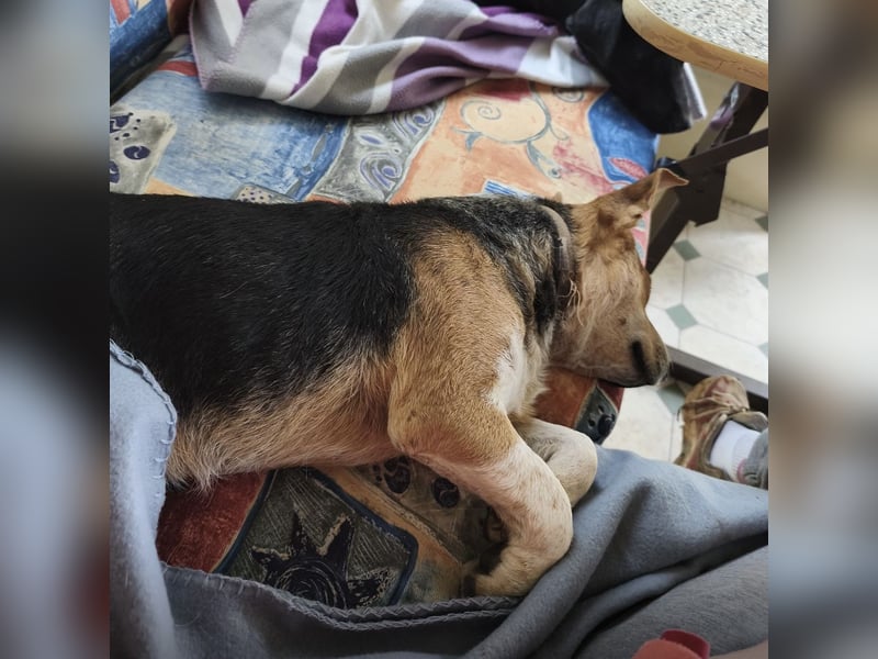 Mushashi ein richtig verschmuster Kerlchen