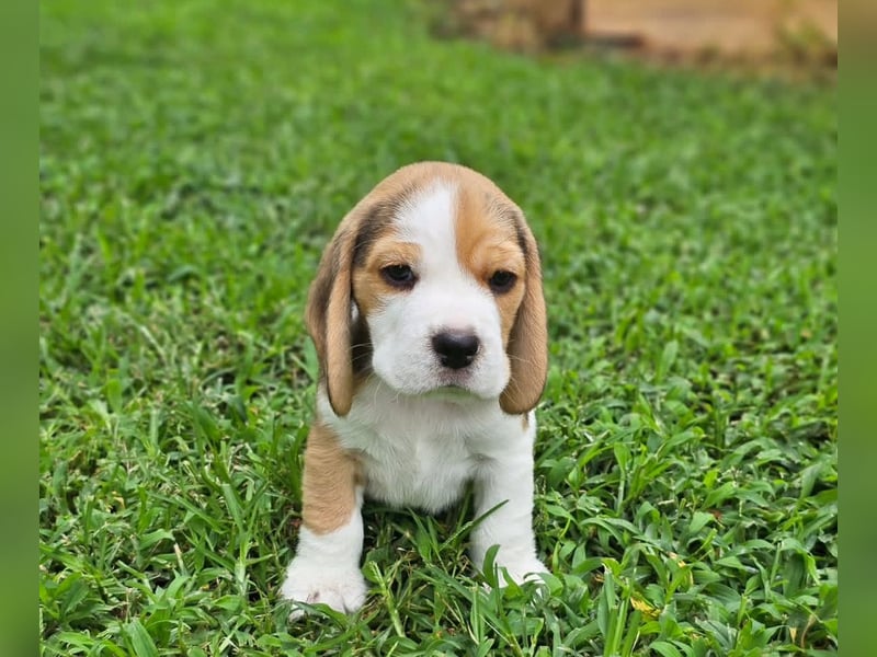 Beagle welpen